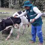 Loreto: Realizan acciones preventivas contra rabia en herbívoros