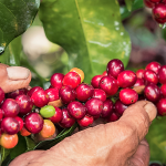 Minagri empadrona a productores cafetaleros