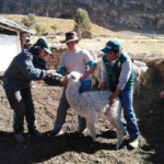 Minagri intensifica atención en animales por heladas en Apurímac