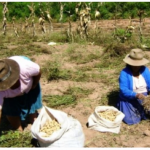 Mujeres podrán ocupar puestos directivos en Comunidades Campesinas