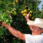 Reactivan Mesa Técnica Regional de la Naranja