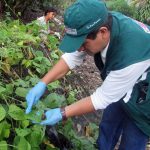 Realizan campaña de recolección de caracol gigante africano en Amazonas