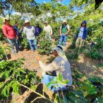 San Martín: Uniformizan criterios para mejorar la productividad del cultivo cafetero
