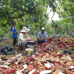 Satipo: Productores capacitados en plagas y enfermedades