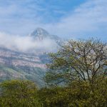 Socializan iniciativas para mejorar conservación bosques