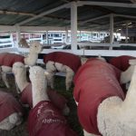 Expo Yauris muestra ganado de seis regiones del país