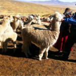 Aplican kits veterinarios en Moquegua, Puno, Arequipa y Tacna