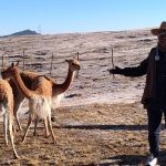 Avanza repoblamiento de vicuñas en Lambrama-Abancay