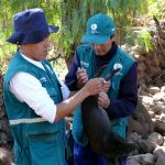 Ayacucho: 7 mil porcicultores beneficiados con vacunación contra peste porcina