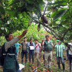 Capacitan a especialistas para controlar plagas en cultivos de cacao y banano en Amazonas