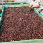 Capacitarán a cafetaleros del Vraem
