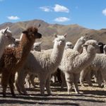 El Perú es la primera potencia mundial en producción de fibra de alpaca