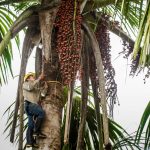 Expoamazónica 2019 por la protección de los aguajales