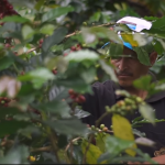 Huánuco: Optimizan producción de cooperativa cafetalera en el Monzón