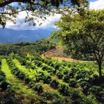 Impulsan consumo y agricultura sana y saludable del café en San Martín