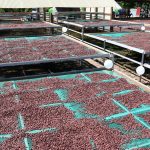 Instalan 10 módulos de post cosecha a organizaciones cacaoteras en San Martín