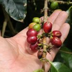 Minagri continúa empadronando a productores cafetaleros