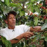 Minagri ejecuta empadronamiento para analizar con certeza situación del agricultor cafetalero