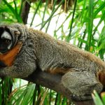 Presentan plan de conservación de primates amenazados en el Perú
