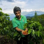Productores del Vraem entregarán 10 mil tazas de café gratis