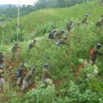 Proyecto Corah erradicó más de 15 mil hectáreas de hoja de coca en lo que va del año