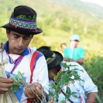 Recrean actividades tradicionales con la hoja de coca