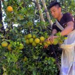 San Martín: Amplían procesos de investigación en cultivo de naranjas