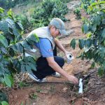 San Martín: Tecnología de fertirriego por goteo en parcelas demostrativas de café