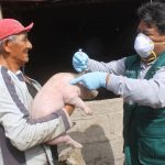 Proyectan vacunación de 27 mil cerdos en Moquegua