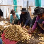 Agricultores de Huancavelica logran producir semilla certificada de papa