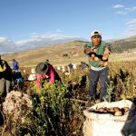 Presupuesto multisectorial de más de S/ 15 mil millones se utilizará para reactivar el sector agrícola