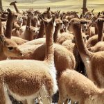 Alistan chaccu de vicuñas en la Reserva Nacional de Salinas y Aguada Blanca