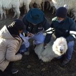 Atienden a más de 4 mil animales en sectores afectados por el volcán Ubinas