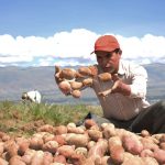 Campaña RicaPapa busca elevar productividad de productores con un menor impacto ambiental
