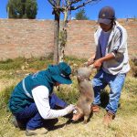 Campaña contra la peste porcina clásica protegerá a más de 60 mil cerdos en Junín