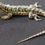 Ica: Descubren nueva especie de lagartija en la Reserva Nacional San Fernando