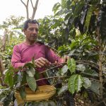 Encuesta a productores permitirá información relevante para reactivar la caficultura