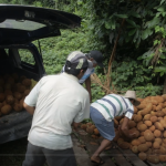 Fortalecerán comercialización de pulpa y manteca de copoazú de Madre de Dios