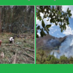 Extinguen 13 incendios forestales y logran controlar otros cinco