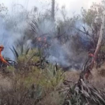 Extinguen incendio forestal en Pasco