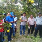 Desarrollan II Encuentro de Productores de Naranja en San Martín
