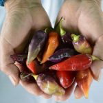 INIA identifica 30 variedades de ajíes para gastronomía y agroindustria