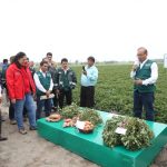 Ministra Muñoz presenta potencial variedad de camote INIA-309 que rinde 60 toneladas por hectárea