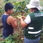 Realizan colecta de muestras plantas de café para descartar presencia de plagas