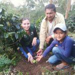 San Martín: Impulsan producción de plantones forestales asociados al cultivo de café