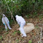 Ucayali: Senasa fortalece medidas sanitarias frente a brote de rabia silvestre