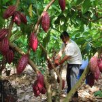 Unifican criterios técnicos en planes de abonamiento en el cultivo de cacao
