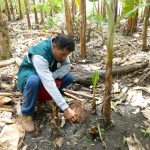 Vigilancia fitosanitaria en cultivos de banano de Amazonas