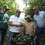 Corea del Sur listo para recibir palta Hass peruana
