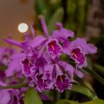 Orquídeas son víctimas del comercio ilegal de vida silvestre